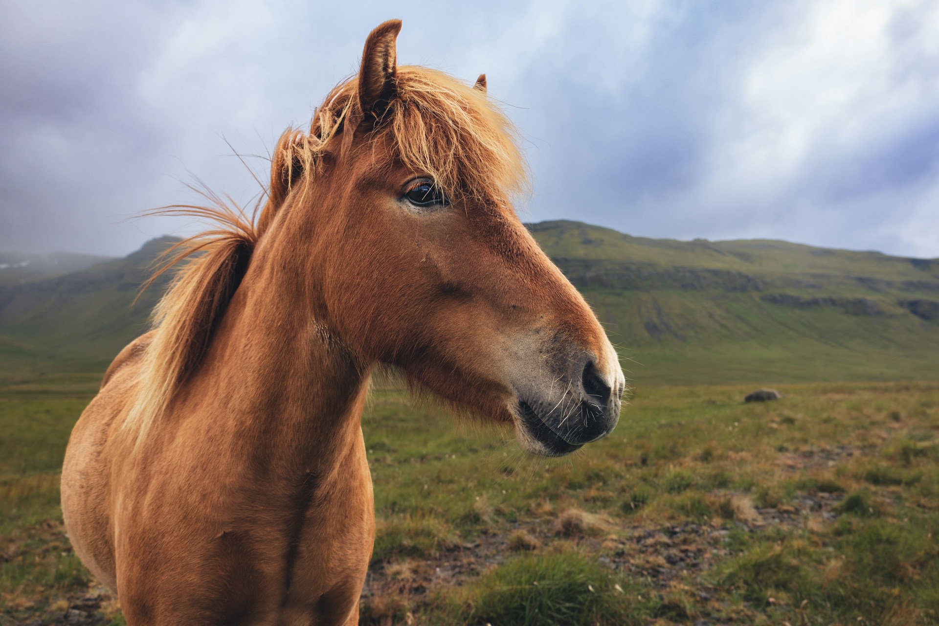 Horse Trekking in Iceland: A Majestic Adventure on the Land of Fire and Ice