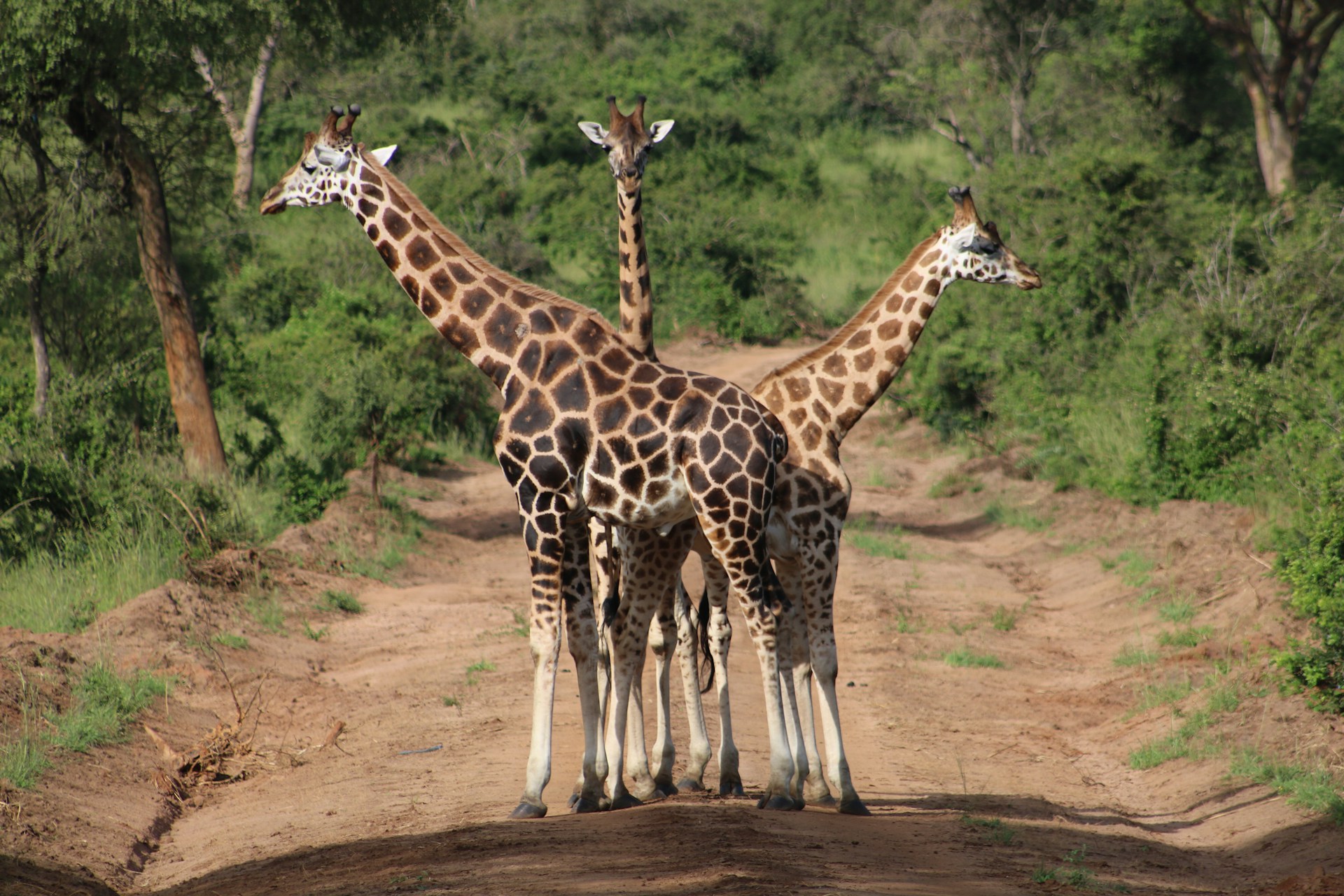 Planning a Budget Road Trip in Uganda