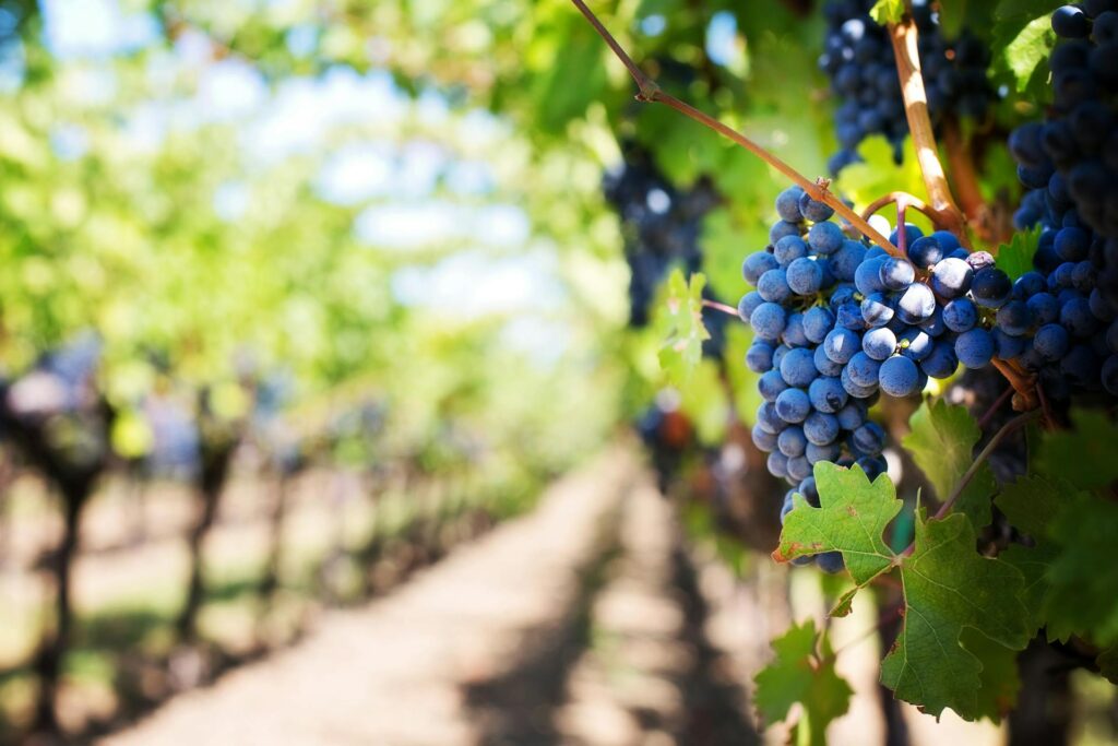Close up of grapes in a vineyard