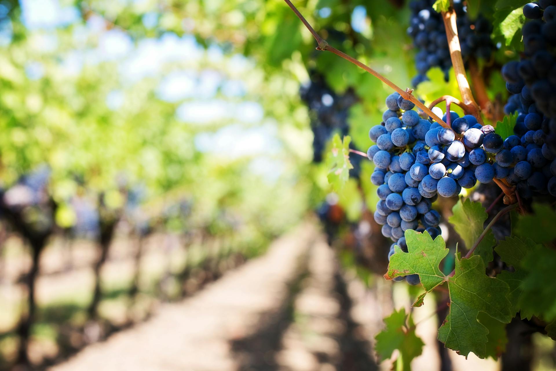 Sipping, Savoring, and Strolling Through Napa Valley